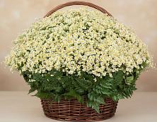 Цветочная композиция из Ромашки в корзине #REPLACE_PRED# Лобва