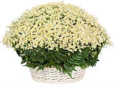 Цветочная композиция из Ромашки в корзине #REPLACE_PRED# Лобва
